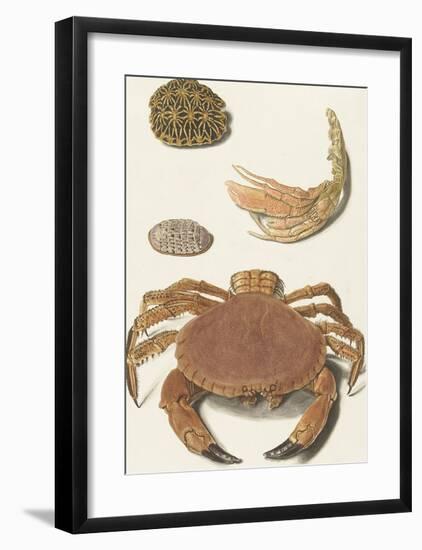 A Crab and Two Turtle Shells-The Vintage Collection-Framed Art Print