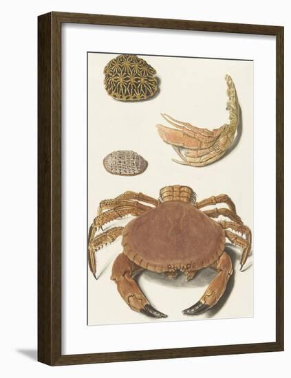 A Crab and Two Turtle Shells-The Vintage Collection-Framed Art Print