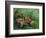 A Crab, Lying on His Back, 1889-Vincent van Gogh-Framed Giclee Print