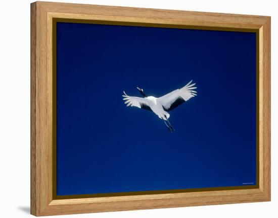 A Crane Flying in the Blue Sky, Tsurui Village, Feburary, Hokkaido, Japan-null-Framed Premier Image Canvas