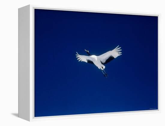 A Crane Flying in the Blue Sky, Tsurui Village, Feburary, Hokkaido, Japan-null-Framed Premier Image Canvas