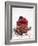 A Cream Tartlet with Berries-Martina Schindler-Framed Photographic Print