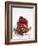 A Cream Tartlet with Berries-Martina Schindler-Framed Photographic Print