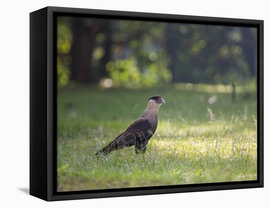 A Crested Caracara, Caracara Plancus, in Ibirapuera Park-Alex Saberi-Framed Premier Image Canvas