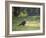 A Crested Caracara, Caracara Plancus, in Ibirapuera Park-Alex Saberi-Framed Photographic Print