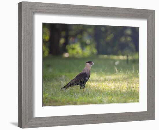 A Crested Caracara, Caracara Plancus, in Ibirapuera Park-Alex Saberi-Framed Photographic Print