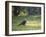 A Crested Caracara, Caracara Plancus, in Ibirapuera Park-Alex Saberi-Framed Photographic Print