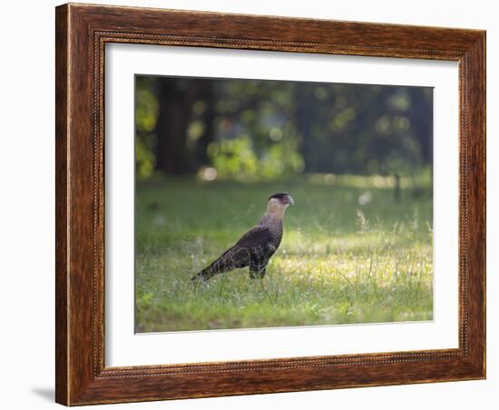 A Crested Caracara, Caracara Plancus, in Ibirapuera Park-Alex Saberi-Framed Photographic Print