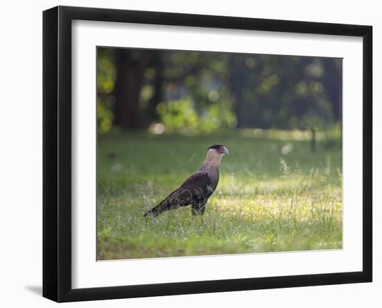 A Crested Caracara, Caracara Plancus, in Ibirapuera Park-Alex Saberi-Framed Photographic Print