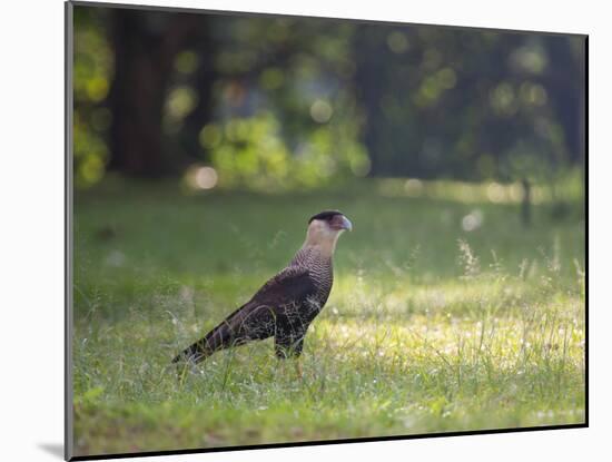 A Crested Caracara, Caracara Plancus, in Ibirapuera Park-Alex Saberi-Mounted Photographic Print