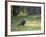 A Crested Caracara, Caracara Plancus, in Ibirapuera Park-Alex Saberi-Framed Photographic Print