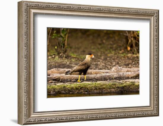 A crested caracara walks along a river bank in the Pantanal, Brazil-James White-Framed Photographic Print