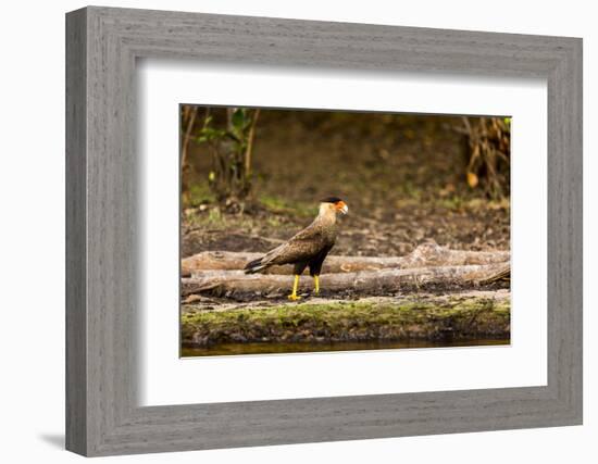 A crested caracara walks along a river bank in the Pantanal, Brazil-James White-Framed Photographic Print