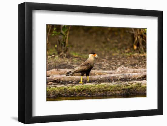 A crested caracara walks along a river bank in the Pantanal, Brazil-James White-Framed Photographic Print