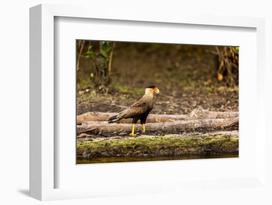 A crested caracara walks along a river bank in the Pantanal, Brazil-James White-Framed Photographic Print