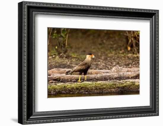 A crested caracara walks along a river bank in the Pantanal, Brazil-James White-Framed Photographic Print