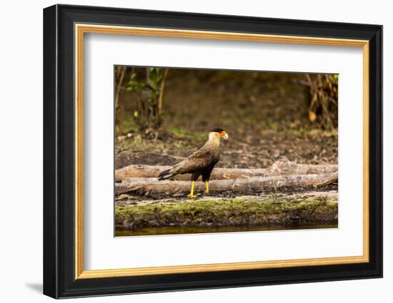 A crested caracara walks along a river bank in the Pantanal, Brazil-James White-Framed Photographic Print