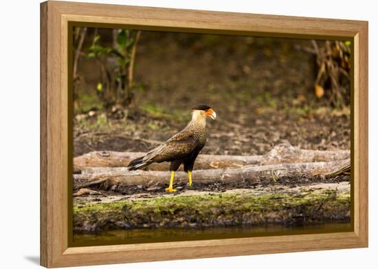 A crested caracara walks along a river bank in the Pantanal, Brazil-James White-Framed Premier Image Canvas