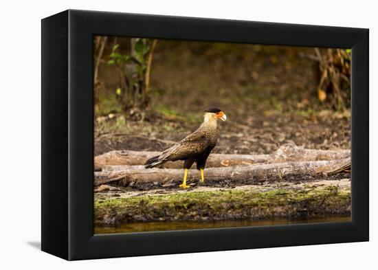 A crested caracara walks along a river bank in the Pantanal, Brazil-James White-Framed Premier Image Canvas