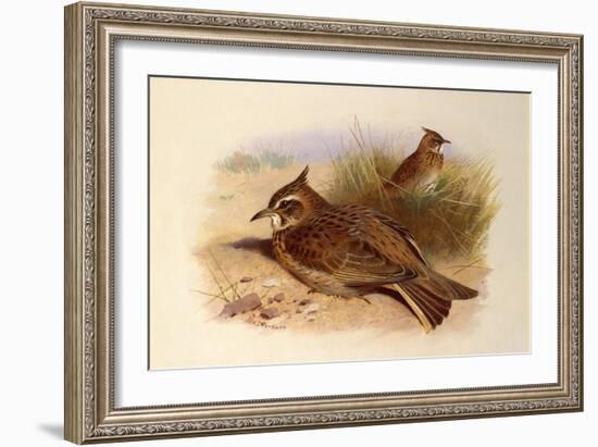 A Crested Lark, British Birds-Archibald Thorburn-Framed Giclee Print