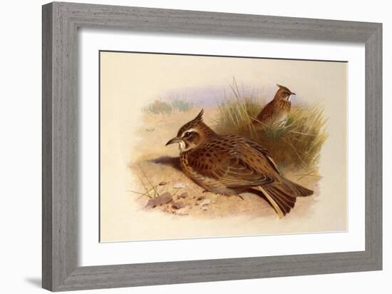 A Crested Lark, British Birds-Archibald Thorburn-Framed Giclee Print