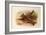 A Crested Lark, British Birds-Archibald Thorburn-Framed Giclee Print