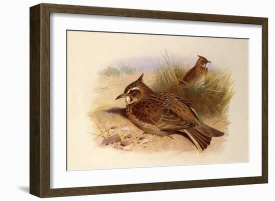 A Crested Lark, British Birds-Archibald Thorburn-Framed Giclee Print