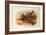 A Crested Lark, British Birds-Archibald Thorburn-Framed Giclee Print