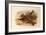 A Crested Lark, British Birds-Archibald Thorburn-Framed Giclee Print