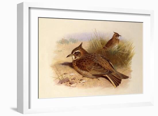 A Crested Lark, British Birds-Archibald Thorburn-Framed Giclee Print