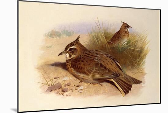 A Crested Lark, British Birds-Archibald Thorburn-Mounted Giclee Print