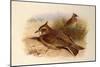 A Crested Lark, British Birds-Archibald Thorburn-Mounted Giclee Print