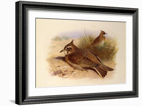 A Crested Lark, British Birds-Archibald Thorburn-Framed Giclee Print