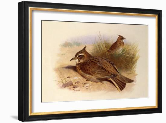 A Crested Lark, British Birds-Archibald Thorburn-Framed Giclee Print