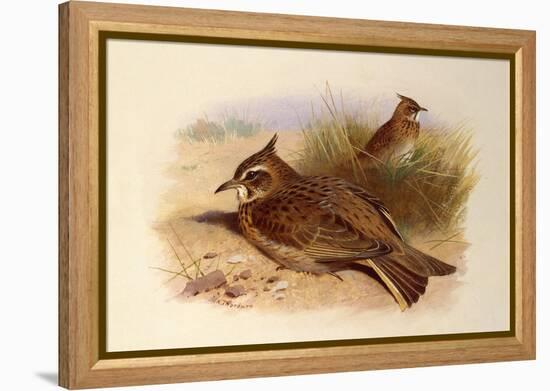 A Crested Lark, British Birds-Archibald Thorburn-Framed Premier Image Canvas