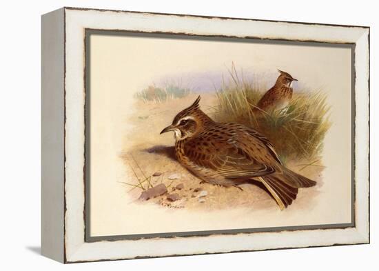 A Crested Lark, British Birds-Archibald Thorburn-Framed Premier Image Canvas