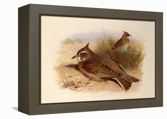 A Crested Lark, British Birds-Archibald Thorburn-Framed Premier Image Canvas