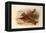 A Crested Lark, British Birds-Archibald Thorburn-Framed Premier Image Canvas