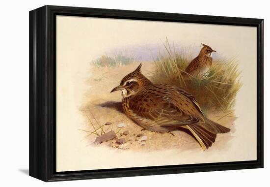 A Crested Lark, British Birds-Archibald Thorburn-Framed Premier Image Canvas