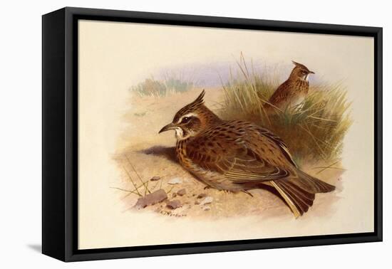 A Crested Lark, British Birds-Archibald Thorburn-Framed Premier Image Canvas