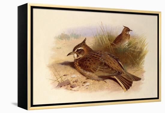 A Crested Lark, British Birds-Archibald Thorburn-Framed Premier Image Canvas