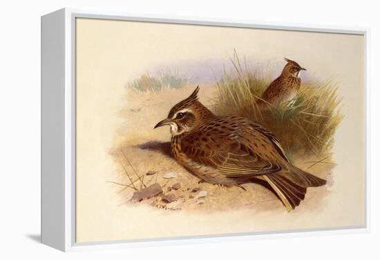 A Crested Lark, British Birds-Archibald Thorburn-Framed Premier Image Canvas