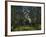 A Crichtonsaurus Crosses Paths with a Pair of Frogs Within a Cretaceous Forest-Stocktrek Images-Framed Photographic Print