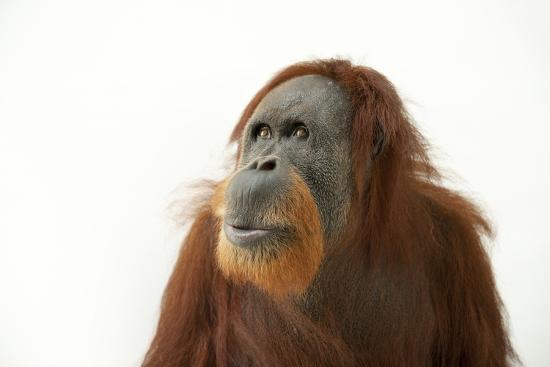 A Critically Endangered Female Sumatran Orangutan Pongo Abelii At The Gladys Porter Zoo Photographic Print By Joel Sartore Art Com A Critically Endangered Female Sumatran Orangutan Pongo Abelii At The Gladys Porter Zoo Photographic Print By Joel Sartore Art Com