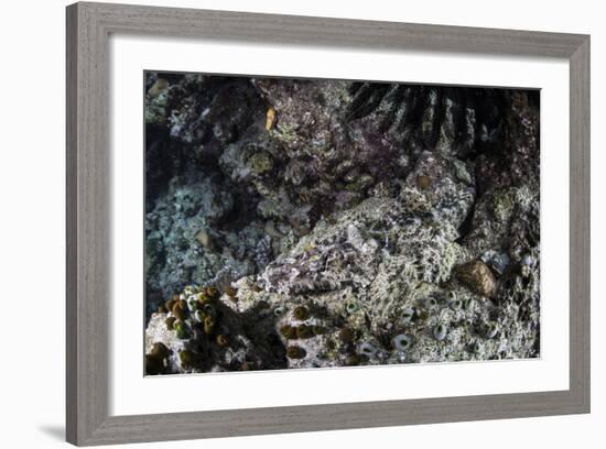 A Crocodilefish Lays on the Seafloor in the Solomon Islands-Stocktrek Images-Framed Photographic Print