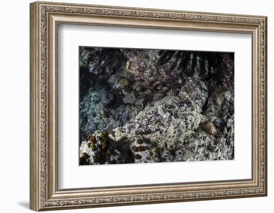 A Crocodilefish Lays on the Seafloor in the Solomon Islands-Stocktrek Images-Framed Photographic Print