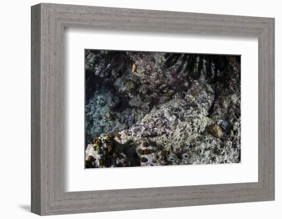 A Crocodilefish Lays on the Seafloor in the Solomon Islands-Stocktrek Images-Framed Photographic Print