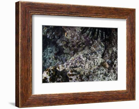 A Crocodilefish Lays on the Seafloor in the Solomon Islands-Stocktrek Images-Framed Photographic Print