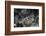 A Crocodilefish Lays on the Seafloor in the Solomon Islands-Stocktrek Images-Framed Photographic Print