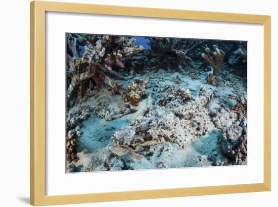 A Crocodilefish Lays on the Seafloor Near an Artificial Reef-Stocktrek Images-Framed Photographic Print